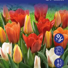 8718641999707 1 Tulip Kaufmanniana Mixed Bulbs.jpg